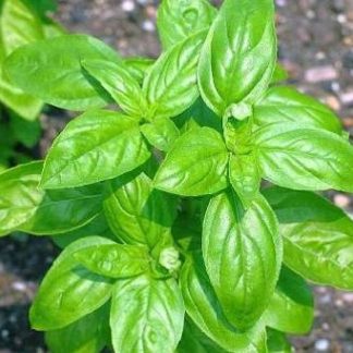 Albahaca (manojo)
