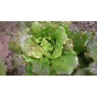 Lechuga maravilla de verano, unidad un